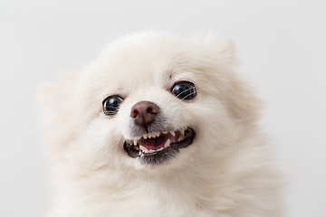 Image showing White Pomeranian barking