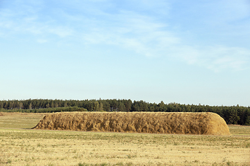 Image showing Field harvested wheat crop