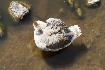 Image showing Bird in the water