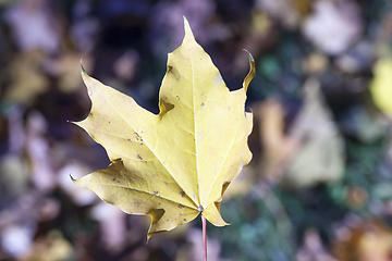 Image showing Yellow foliage, autumn