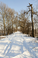 Image showing Snow after snowfall