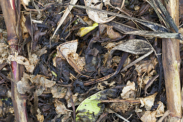 Image showing rotten leaves beetroot