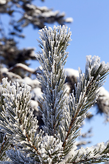 Image showing Tree with frost