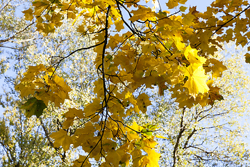 Image showing Yellow maple foliage