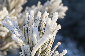 Image showing Pine in a frost