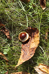 Image showing Leaves on the grass