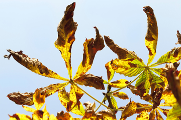 Image showing drying leaves of chestnut