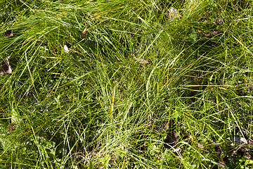 Image showing Green grass, close-up