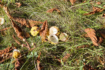 Image showing nuts Chestnut autumn