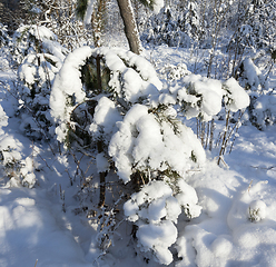 Image showing Trees in winter