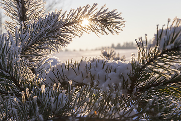 Image showing Pines in the rime