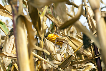 Image showing Field corn, agriculture