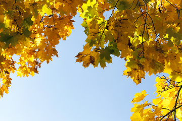 Image showing yellowed maple trees in the fall