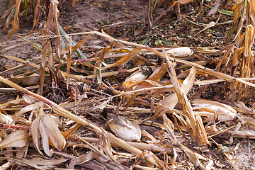 Image showing agricultural field with corn