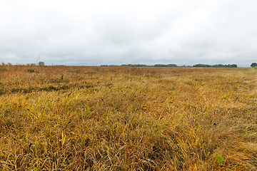 Image showing yellowed grass, autumn