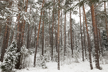 Image showing Winter landscape, snowfall