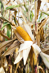 Image showing agricultural field with corn