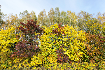 Image showing yellowed maple trees in the fall
