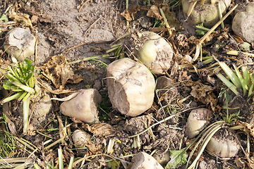 Image showing Sugar beet, close-up