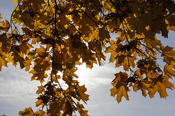 Image showing yellowed maple trees in autumn