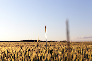 Image showing agricultural field, cereals