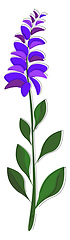 Image showing A sage with violet flower vector or color illustration