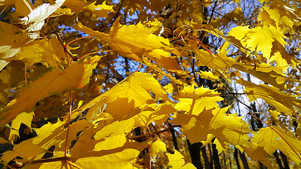 Image showing Autumn branches with yellow foliage of maple tree