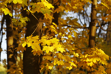 Image showing Golden autumn maple trees burning in the evening sun