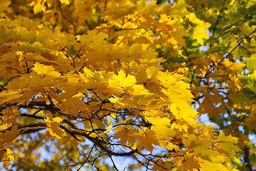 Image showing Beautiful golden autumn leaves of maple