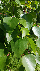 Image showing Beautiful branch of a spring birch