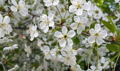 Image showing Beautiful branch of spring blooming cherry tree 