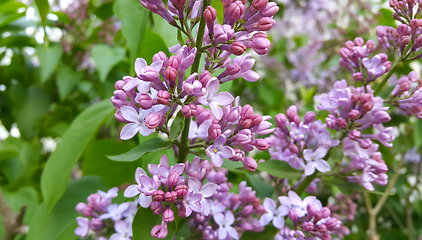 Image showing Beautiful blossoming lilac flowers