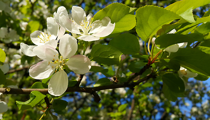 Image showing Branch of spring blooming tree with white flowers