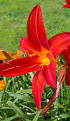 Image showing Beautiful bright lilies