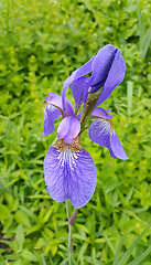 Image showing Beautiful iris flower