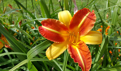 Image showing Beautiful bright lilies