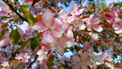 Image showing Branches of spring apple tree with beautiful pink flowers