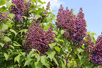 Image showing Beautiful flowering spring lilac branches against the blue sky