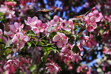 Image showing Branch of spring apple tree with beautiful bright pink flowers