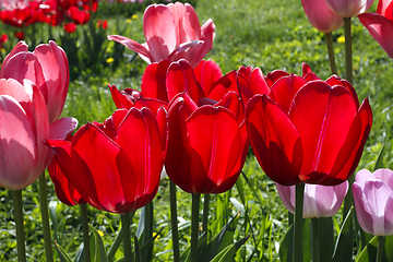 Image showing Beautiful bright red and pink spring tulips glowing in sunlight