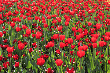 Image showing Beautiful red tulips glowing on sunlight