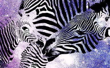 Image showing Zebra Mother and Calf