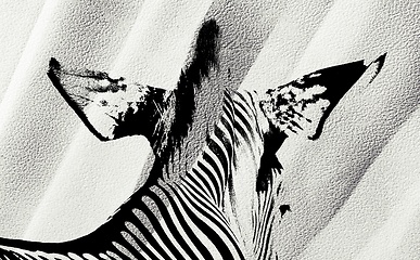 Image showing Zebra head from behind