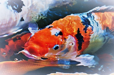 Image showing koi fish in a pond