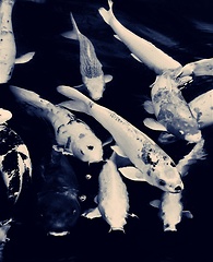 Image showing koi fish monochrome