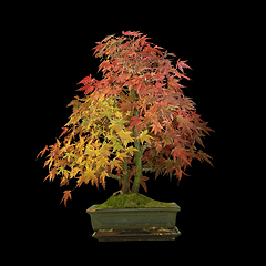 Image showing beautiful mountain maple bonsai over dark background