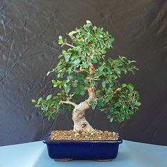 Image showing chinese elm beautiful bonsai