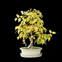 Image showing japanese elm bonsai isolated on dark background