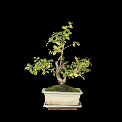 Image showing small sweet plum bonsai