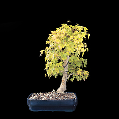 Image showing trident maple bonsai over dark background